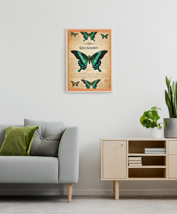 Set de Láminas Digitales Vintage - Mariposa Ornithoptera alexandrae (Reina Alejandra) - Ilustración Botánica